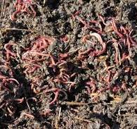 Хробаки Старателі